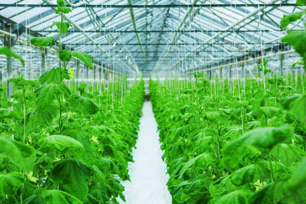 growing-in-greenhouse-big-yields